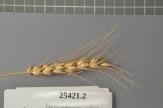 Click for 1 image(s) for this accession. Spike